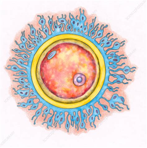 human egg visible|Egg cell